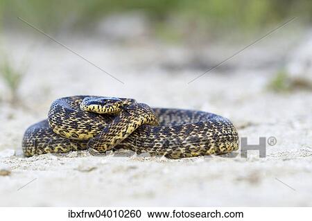 Stock Image - "Blotched Snake (Elaphe sauromates), Pleven region, Bulgaria, Europe". Fotosearch