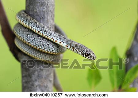 "Blotched Snake (Elaphe sauromates), juvenile, climbing, Pleven region, Bulgaria, Europe" View Large Photo Image Stock Photo - "Blotched Snake (Elaphe sauromates), juvenile, climbing, Pleven region, Bulgaria, Europe". Fotosearch