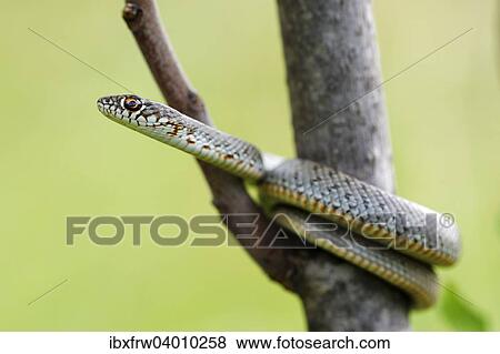 Stock Photo - "Blotched Snake (Elaphe sauromates), juvenile, climbing, Pleven region, Bulgaria, Europe". Fotosearch