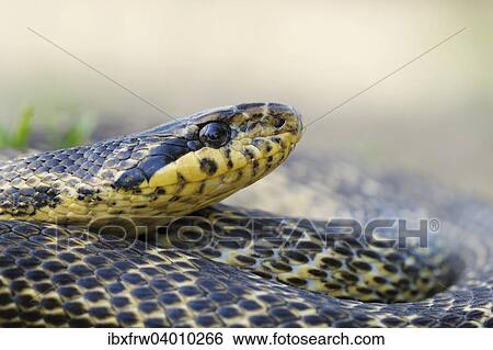 Stock Photograph - "Blotched Snake (Elaphe sauromates), Pleven region, Bulgaria, Europe". Fotosearch
