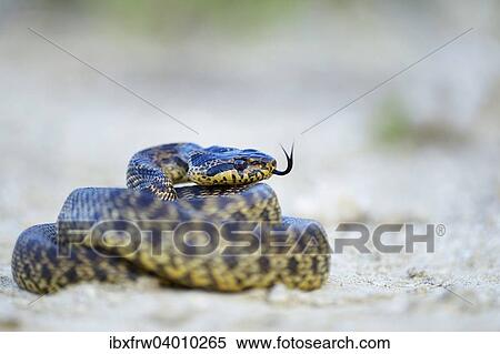 "Blotched Snake (Elaphe sauromates), darting its tongue, Pleven region, Bulgaria, Europe" View Large Photo Image Stock Photography - "Blotched Snake (Elaphe sauromates), darting its tongue, Pleven region, Bulgaria, Europe". Fotosearch