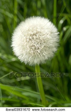 "Blowball, Dandelion seed head (Taraxacum sect. Ruderalia), Germany, Europe" View Large Photo Image Stock Image - "Blowball, Dandelion seed head (Taraxacum sect. Ruderalia), Germany, Europe". Fotosearch