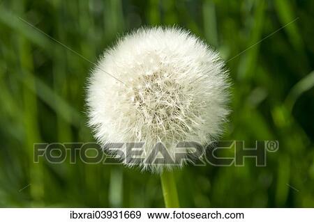 "Blowball, Dandelion seed head (Taraxacum sect. Ruderalia), Germany, Europe" View Large Photo Image Stock Photo - "Blowball, Dandelion seed head (Taraxacum sect. Ruderalia), Germany, Europe". Fotosearch