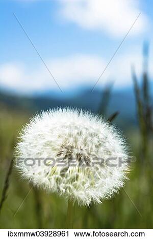"Blowball, seed head of a Dandelion (Taraxacum sp. )" View Large Photo Image Stock Image - "Blowball, seed head of a Dandelion (Taraxacum sp. )". Fotosearch