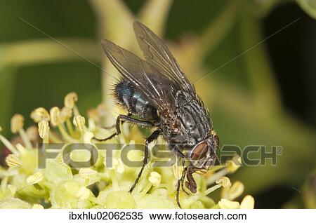 Stock Photography - "Blowfly (Calliphora sp. ), on an ivy flower, Untergroeningen, Baden-Wuerttemberg, Germany, Europe". Fotosearch