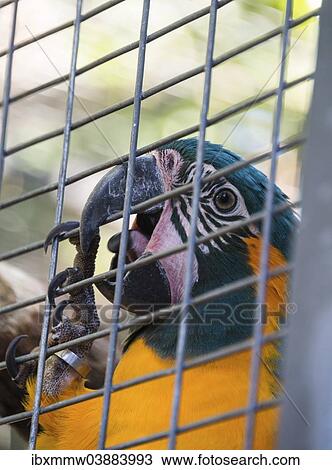 Stock Image - "Blue-and-yellow Macaw (Ara ararauna) in a cage, captive". Fotosearch