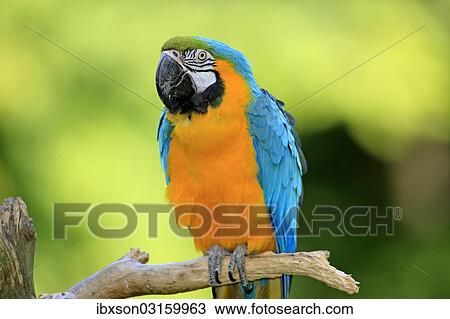 "Blue and Yellow Macaw (Ara ararauna), adult, native to South America, captive, Wachenheim, Germany, Europe" View Large Photo Image Stock Image - "Blue and Yellow Macaw (Ara ararauna), adult, native to South America, captive, Wachenheim, Germany, Europe". Fotosearch