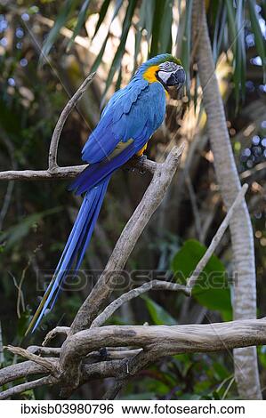 "Blue-and-yellow macaw (Ara ararauna), Bali, Indonesia, Asia" View Large Photo Image Stock Photograph - "Blue-and-yellow macaw (Ara ararauna), Bali, Indonesia, Asia". Fotosearch