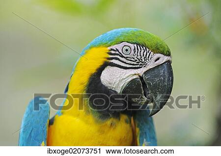 "Blue-and-Yellow Macaw or Blue-and-Gold-Macaw (Ara ararauna), Antioquia, Colombia, South America, Latin America, South America" View Large Photo Image Stock Image - "Blue-and-Yellow Macaw or Blue-and-Gold-Macaw (Ara ararauna), Antioquia, Colombia, South America, Latin America, South America". Fotosearch