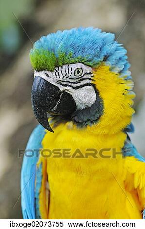Stock Photography - "Blue-and-Yellow Macaw or Blue-and-Gold-Macaw (Ara ararauna), Antioquia, Colombia, South America, Latin America, South America". Fotosearch