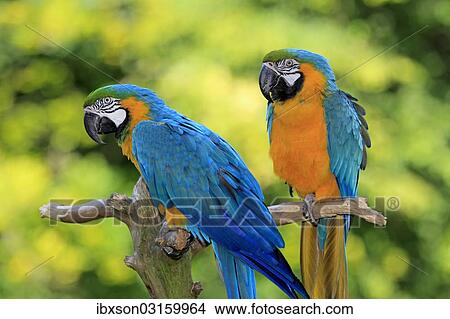 "Blue and Yellow Macaws (Ara ararauna), pair, native to South America, captive, Wachenheim, Germany, Europe" View Large Photo Image Picture - "Blue and Yellow Macaws (Ara ararauna), pair, native to South America, captive, Wachenheim, Germany, Europe". Fotosearch