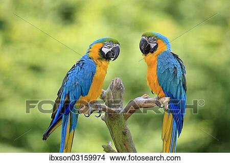 "Blue and Yellow Macaws (Ara ararauna), pair, native to South America, captive, Wachenheim, Germany, Europe" View Large Photo Image Picture - "Blue and Yellow Macaws (Ara ararauna), pair, native to South America, captive, Wachenheim, Germany, Europe". Fotosearch