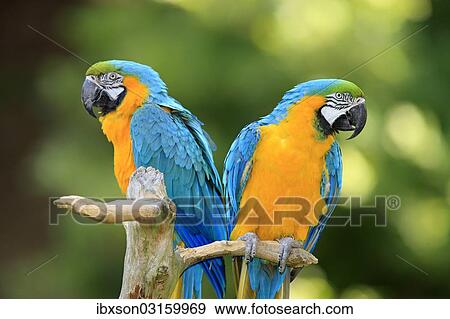 "Blue and Yellow Macaws (Ara ararauna), pair, native to South America, captive, Wachenheim, Germany, Europe" View Large Photo Image Stock Photo - "Blue and Yellow Macaws (Ara ararauna), pair, native to South America, captive, Wachenheim, Germany, Europe". Fotosearch