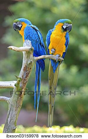 "Blue and Yellow Macaws (Ara ararauna), pair, native to South America, captive, Wachenheim, Germany, Europe" View Large Photo Image Stock Photo - "Blue and Yellow Macaws (Ara ararauna), pair, native to South America, captive, Wachenheim, Germany, Europe". Fotosearch