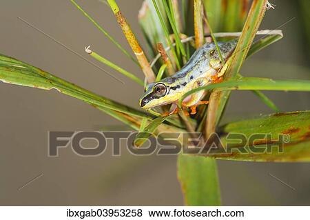 Stock Photo - "Blue-back Reed Frog (Heterixalus madagascariensis), Madagascar, Africa". Fotosearch