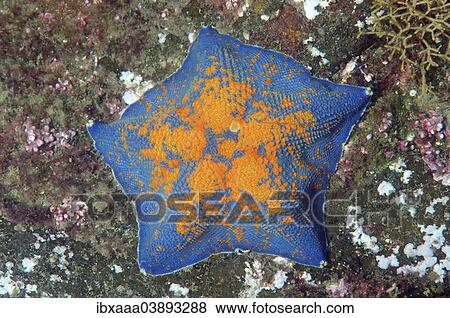 "Blue Bat Star (Patiria pectinifera), Sea of Japan, Primorsky Krai, Russian Far East, Russian Federation" View Large Photo Image Stock Photo - "Blue Bat Star (Patiria pectinifera), Sea of Japan, Primorsky Krai, Russian Far East, Russian Federation". Fotosearch
