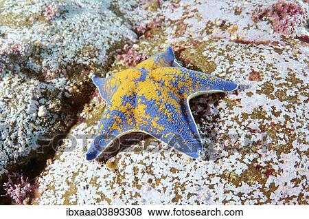 "Blue Bat Star (Patiria pectinifera), Sea of Japan, Primorsky Krai, Russia, Europe" View Large Photo Image Stock Photo - "Blue Bat Star (Patiria pectinifera), Sea of Japan, Primorsky Krai, Russia, Europe". Fotosearch
