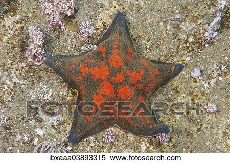 "Blue Bat Star (Patiria pectinifera), Sea of Japan, Primorsky Krai, Russia, Europe" View Large Photo Image Stock Photography - "Blue Bat Star (Patiria pectinifera), Sea of Japan, Primorsky Krai, Russia, Europe". Fotosearch