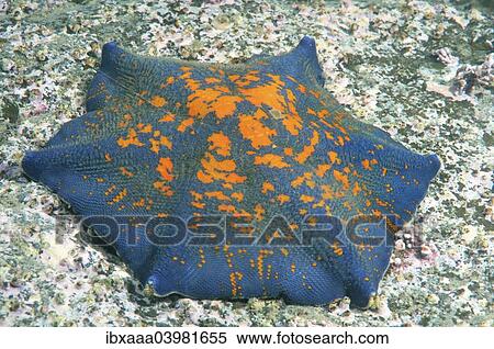 Stock Photography - "Blue Bat Star (Patiria pectinifera), genetic mutation, six arms instead of five, Sea of Japan, Primorsky Krai, Russia, Europe". Fotosearch
