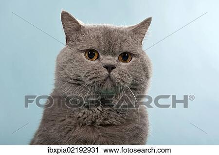 "Blue British Shorthair, Chartreux, male cat, portrait" View Large Photo Image Stock Image - "Blue British Shorthair, Chartreux, male cat, portrait". Fotosearch