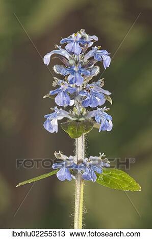 "Blue bugle, Bugleherb, Bugleweed, Carpetweed, Carpet Bungleweed, Common bugle, or Burgundy lace (Ajuga reptans), Untergroeningen, Baden-Wuerttemberg, Germany, Europe" View Large Photo Image Stock Image - "Blue bugle, Bugleherb, Bugleweed, Carpetweed, Carpet Bungleweed, Common bugle, or Burgundy lace (Ajuga reptans), Untergroeningen, Baden-Wuerttemberg, Germany, Europe". Fotosearch