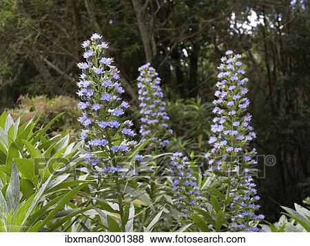 "Blue Bugloss or Blueweed (Echium acanthocarpum), endemic to La Gomera, La Gomera, Canary Islands, Spain, Europe, La Gomera, Agulo, Canary Islands, Spain, Europe" View Large Photo Image Stock Photo - "Blue Bugloss or Blueweed (Echium acanthocarpum), endemic to La Gomera, La Gomera, Canary Islands, Spain, Europe, La Gomera, Agulo, Canary Islands, Spain, Europe". Fotosearch