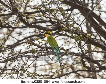 Picture - "Blue-cheeked Bee-eater (Merops persicus) perched on a dry acacia tree, Etosha National Park, Namibia, Africa". Fotosearch