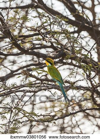 "Blue-cheeked Bee-eater (Merops persicus) perched on a dry acacia tree, Etosha National Park, Namibia, Africa" View Large Photo Image Stock Photograph - "Blue-cheeked Bee-eater (Merops persicus) perched on a dry acacia tree, Etosha National Park, Namibia, Africa". Fotosearch