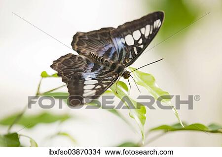 "Blue Clipper butterfly (Parthenos sylvia lilacinus), captive, Thuringia, Germany, Europe" View Large Photo Image Picture - "Blue Clipper butterfly (Parthenos sylvia lilacinus), captive, Thuringia, Germany, Europe". Fotosearch