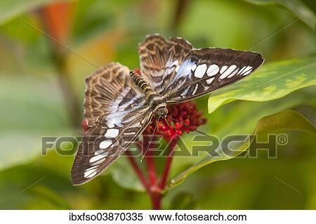 "Blue Clipper butterfly (Parthenos sylvia lilacinus), captive, Thuringia, Germany, Europe" View Large Photo Image Stock Photography - "Blue Clipper butterfly (Parthenos sylvia lilacinus), captive, Thuringia, Germany, Europe". Fotosearch