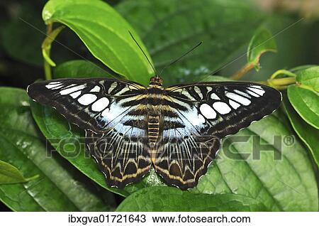 "Blue Clipper (Parthenos sylvia), Asia" View Large Photo Image Stock Image - "Blue Clipper (Parthenos sylvia), Asia". Fotosearch