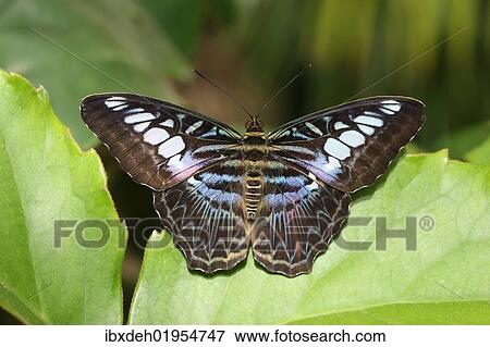 "Blue Clipper (Parthenos sylvia lilacinus), Asia" View Large Photo Image Stock Photo - "Blue Clipper (Parthenos sylvia lilacinus), Asia". Fotosearch