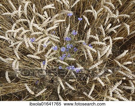 Stock Photography - Blue cornflowers growing in a cornfield. Fotosearch