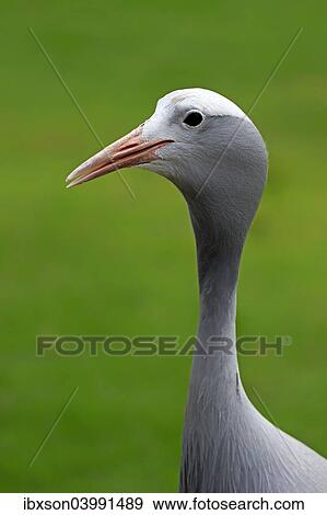 Stock Photo - "Blue Crane (Anthropoides paradisea), adult, national bird of South Africa, Western Cape, South Africa, Africa". Fotosearch