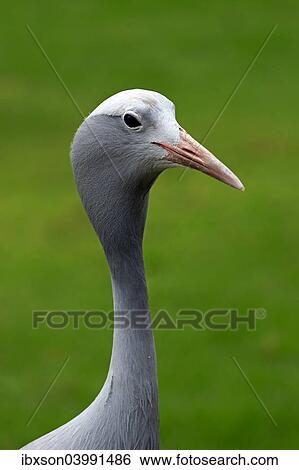 "Blue Crane (Anthropoides paradisea), adult, national bird of South Africa, Western Cape, South Africa, Africa" View Large Photo Image Stock Photograph - "Blue Crane (Anthropoides paradisea), adult, national bird of South Africa, Western Cape, South Africa, Africa". Fotosearch