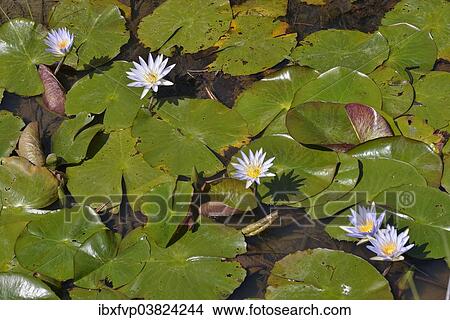 "Blue Egyptian Water Lilies or Sacred Blue Lilies (Nymphaea caerulea), South Luangwa National Park, Luangwa Valley, Zambia, Africa" View Large Photo Image Picture - "Blue Egyptian Water Lilies or Sacred Blue Lilies (Nymphaea caerulea), South Luangwa National Park, Luangwa Valley, Zambia, Africa". Fotosearch
