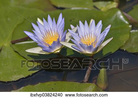 "Blue Egyptian Water Lilies or Sacred Blue Lilies (Nymphaea caerulea), South Luangwa National Park, Luangwa Valley, Zambia, Africa" View Large Photo Image Stock Image - "Blue Egyptian Water Lilies or Sacred Blue Lilies (Nymphaea caerulea), South Luangwa National Park, Luangwa Valley, Zambia, Africa". Fotosearch