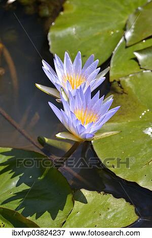 Stock Photo - "Blue Egyptian Water Lilies or Sacred Blue Lilies (Nymphaea caerulea), South Luangwa National Park, Luangwa Valley, Zambia, Africa". Fotosearch