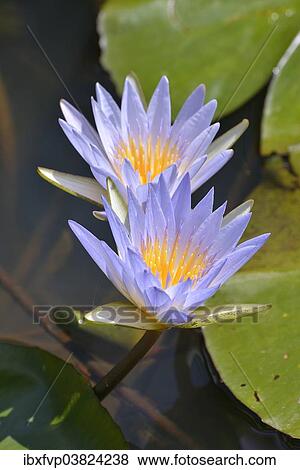 "Blue Egyptian Water Lilies or Sacred Blue Lilies (Nymphaea caerulea), South Luangwa National Park, Luangwa Valley, Zambia, Africa" View Large Photo Image Stock Photo - "Blue Egyptian Water Lilies or Sacred Blue Lilies (Nymphaea caerulea), South Luangwa National Park, Luangwa Valley, Zambia, Africa". Fotosearch