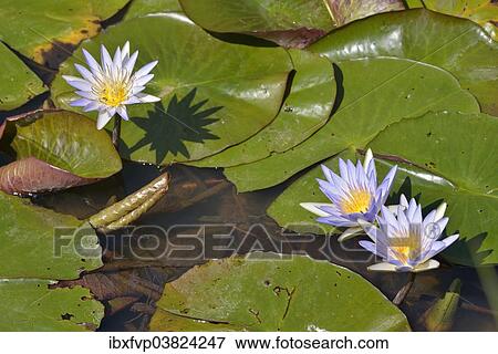 "Blue Egyptian Water Lilies or Sacred Blue Lilies (Nymphaea caerulea), South Luangwa National Park, Luangwa Valley, Zambia, Africa" View Large Photo Image Stock Photo - "Blue Egyptian Water Lilies or Sacred Blue Lilies (Nymphaea caerulea), South Luangwa National Park, Luangwa Valley, Zambia, Africa". Fotosearch