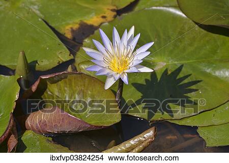 "Blue Egyptian Water Lily or Sacred Blue Lily (Nymphaea caerulea), South Luangwa National Park, Luangwa Valley, Zambia, Africa" View Large Photo Image Picture - "Blue Egyptian Water Lily or Sacred Blue Lily (Nymphaea caerulea), South Luangwa National Park, Luangwa Valley, Zambia, Africa". Fotosearch