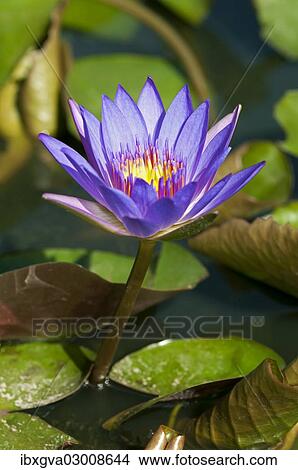 "Blue Egyptian Water Lily or Sacred Blue Lily (Nymphaea caerulea), Phnom Penh, Phnom Penh Province, Cambodia, Asia" View Large Photo Image Picture - "Blue Egyptian Water Lily or Sacred Blue Lily (Nymphaea caerulea), Phnom Penh, Phnom Penh Province, Cambodia, Asia". Fotosearch