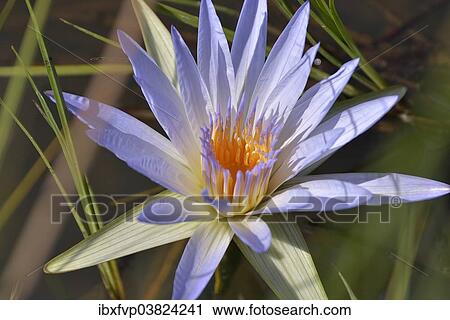 Stock Image - "Blue Egyptian Water Lily or Sacred Blue Lily (Nymphaea caerulea), South Luangwa National Park, Luangwa Valley, Zambia, Africa". Fotosearch