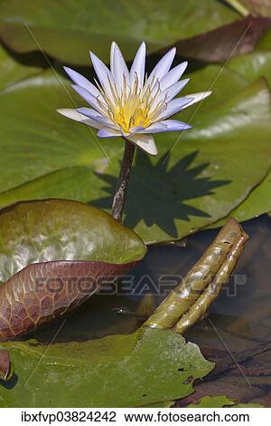 Stock Image - "Blue Egyptian Water Lily or Sacred Blue Lily (Nymphaea caerulea), South Luangwa National Park, Luangwa Valley, Zambia, Africa". Fotosearch