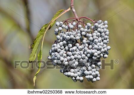 "Blue Elderberry or Blue Elder (Sambuccus caerulea), Coeur d'Alene National Forest, Idaho, USA" View Large Photo Image Stock Photo - "Blue Elderberry or Blue Elder (Sambuccus caerulea), Coeur d'Alene National Forest, Idaho, USA". Fotosearch