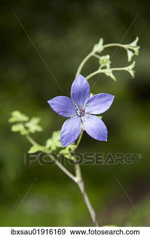 "Blue flower, five petals, blossom, Himalaya Range, Central Tibet, Ue-Tsang, Tibet Autonomous Region, People's Republic of China, Asia" View Large Photo Image Stock Photo - "Blue flower, five petals, blossom, Himalaya Range, Central Tibet, Ue-Tsang, Tibet Autonomous Region, People's Republic of China, Asia". Fotosearch