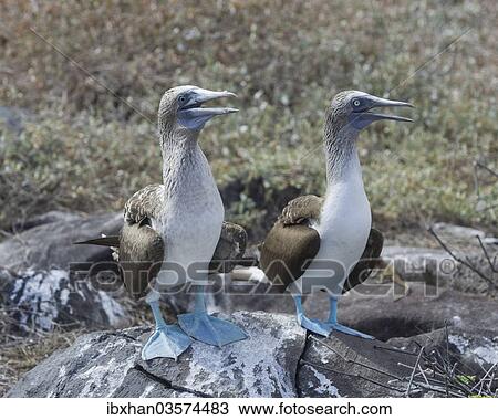 "Blue-footed Boobies (Sula nebouxii), Isla Espanola, Galapagos Islands" View Large Photo Image Stock Image - "Blue-footed Boobies (Sula nebouxii), Isla Espanola, Galapagos Islands". Fotosearch