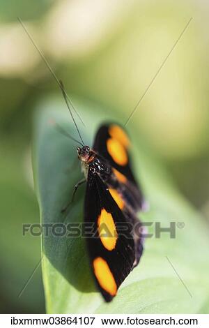 Stock Photo - "Blue-frosted Banner, Blue-frosted Catone or Grecian Shoemaker (Catonephele numilia), butterfly perched on a green leaf, captive". Fotosearch