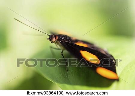 "Blue-frosted Banner, Blue-frosted Catone or Grecian Shoemaker (Catonephele numilia), butterfly perched on a green leaf, captive" View Large Photo Image Stock Photo - "Blue-frosted Banner, Blue-frosted Catone or Grecian Shoemaker (Catonephele numilia), butterfly perched on a green leaf, captive". Fotosearch