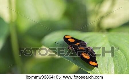"Blue-frosted Banner, Blue-frosted Catone or Grecian Shoemaker (Catonephele numilia), butterfly perched on a green leaf, captive" View Large Photo Image Stock Photography - "Blue-frosted Banner, Blue-frosted Catone or Grecian Shoemaker (Catonephele numilia), butterfly perched on a green leaf, captive". Fotosearch